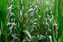 打玉米虫药多久下雨没事,打玉米虫药能加尿素吗