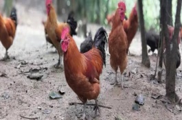 长不大的鸡是什么品种，长不大的鸡能吃吗