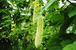 什么是巨型格仔兔养殖技术，选择干草做主食