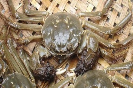 活螃蟹冷冻死了能吃吗，挑选螃蟹的技巧