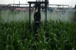 玉米除草剂打后下小雨管用吗，玉米使用除草剂要注意的事项