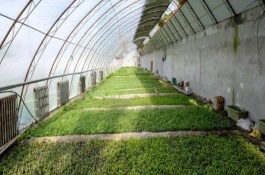 蔬菜大棚的搭建方法，大棚增温块西红柿能用吗
