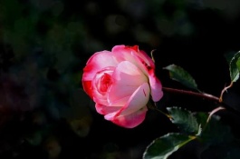 一株藤本月季苗的价格是多少，如何选购藤本月季花苗