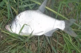 翘嘴钓底还是钓浮，翘嘴钓浮水一般钓多深