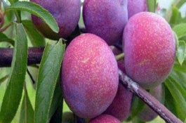 一棵恐龙蛋杏李苗批发多少钱,恐龙蛋杏李苗批发多少钱一棵