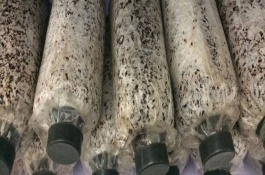 大球盖菇的市场价格是多少，大球盖菇适合种植在哪