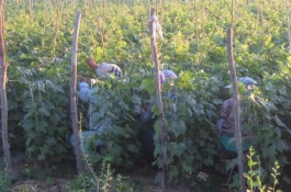 批发葡萄苗多少钱，蓝宝石葡萄