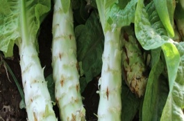 冬季温室种植生菜有哪些要点,1.温湿度管理定植初期的时候