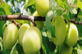 青梅产地及品种介绍