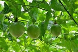什么肥料用百香果，在给百香果施肥的时候需要注意什么
