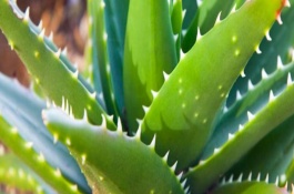 芦荟一片叶子怎么种活，具体如何栽培