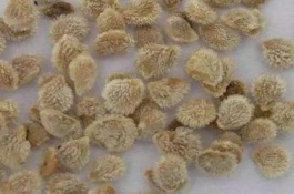 如何留种香菜开花，香菜种子怎么种植