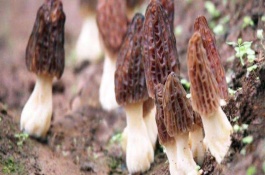 羊肚菌幼菇发黄死亡的原因是什么，羊肚菌幼菇能喷水吗
