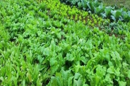 农村有哪些赚钱的商机