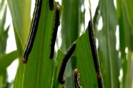 玉米粘虫的危害及防治方法，玉米粘虫的防治方法