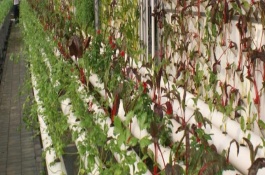 现在种什么最赚钱