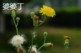 苦菜一斤多少钱,苦菜价格多少钱一斤