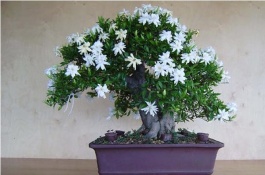 栀子花可以在秋天修剪吗