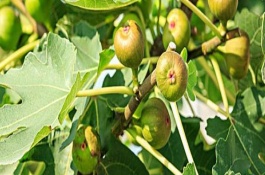 一斤无花果多少钱，无花果种植赚钱吗