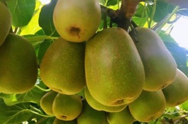 牛油果品种大全,桂垦大2号