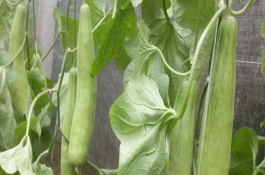 羊角蜜种植技术与管理,羊角蜜适合在什么地方种