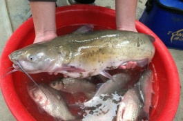 鲢鱼苗有几个品种,鲢鱼产地在哪