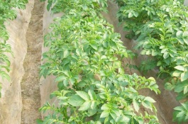 一斤土豆的价格是多少,土豆种的生长条件