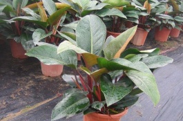 什么是金钻的养殖方法和注意事项，光照金钻对光照的要求