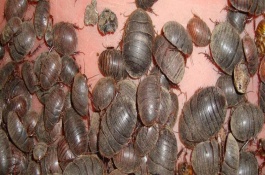 特种养殖骗局怎么鉴别，特种养殖骗局有哪些