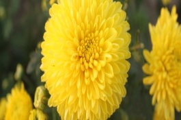 江西省婺源县有哪些特产，荷包红鲤鱼