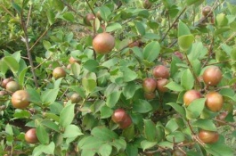 萍乡有哪些优质土特产，武功山石耳