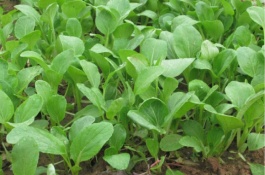 小白菜有哪些优良品种