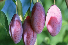 一株黄香槟李子苗多少钱,黄香槟子李子种植前景分析