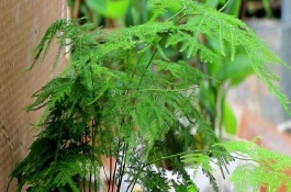 文竹的养殖方法和注意事项有哪些,浇水施肥光照