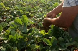 在使用高氮肥时,应避免种植草莓的误区,单一施氮肥