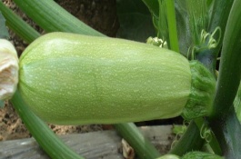 七八月适合种什么蔬菜，7-8月份适合种植的蔬菜有秋菠菜