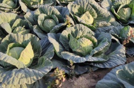 为什么说清明时节下雨,清明节前后有哪些重点农事