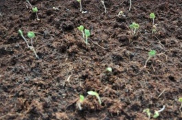 湖南怀化有哪些土特产