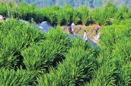 种植黄草的注意事项