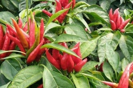 朝天椒的产地在哪里，日本三樱椒