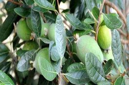 菲油果家庭种植方法，菲油果适合生长在阳光充足的地方