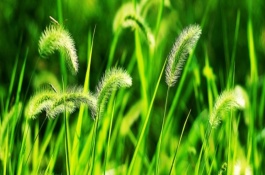 狗尾巴草是什么植物,狗尾巴草长什么样子