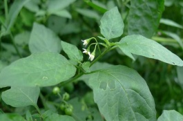 一斤龙葵多少钱