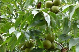 陕西铜川有哪些特产