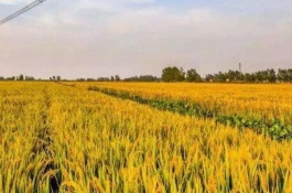 九个不需要门面的业务,网络广告的生意