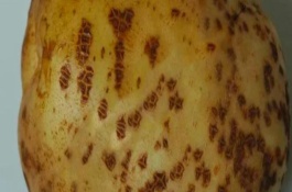 土豆常见病害及防治方法，土豆病害有晚疫病