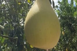 柚子品种介绍，柚子品种有金香柚