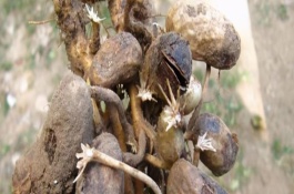 花生烂果是什么原因造成的，花生烂果可以用什么药物预防