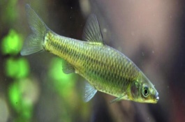 麦穗鱼一斤多少钱,麦穗鱼不仅分布极广繁殖率也是较高