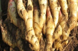 生姜种植技术和管理生姜用什么肥，管理生姜用什么肥